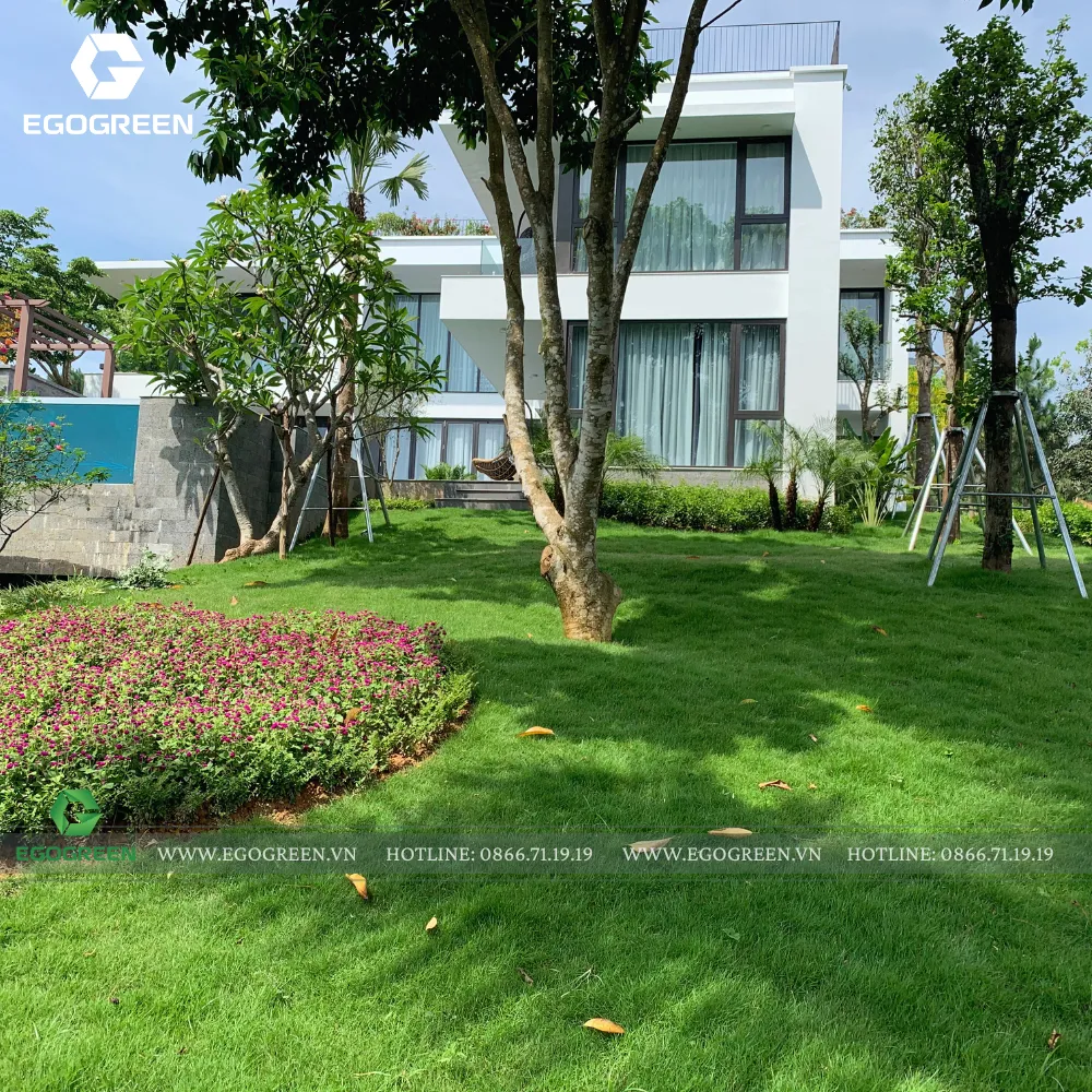 Cỏ nhật được nhiều biệt thự Việt Nam lựa chọn